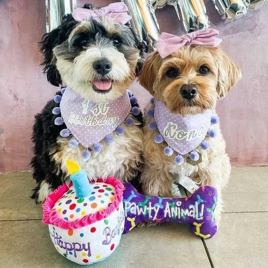 Happy Barkday Cake For Dogs - Gabrielle's Biloxi