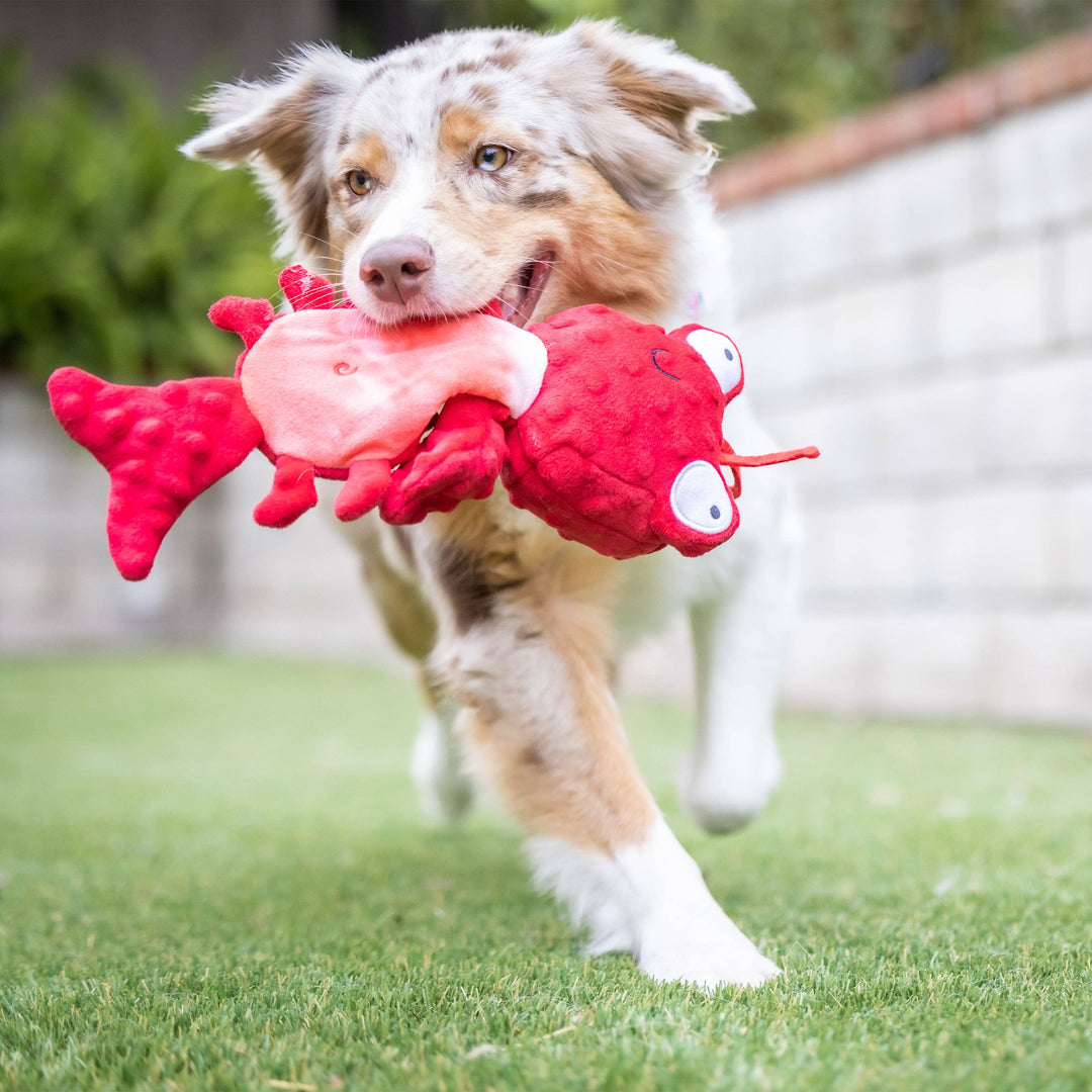 Claude Lobster For Dogs - Gabrielle's Biloxi