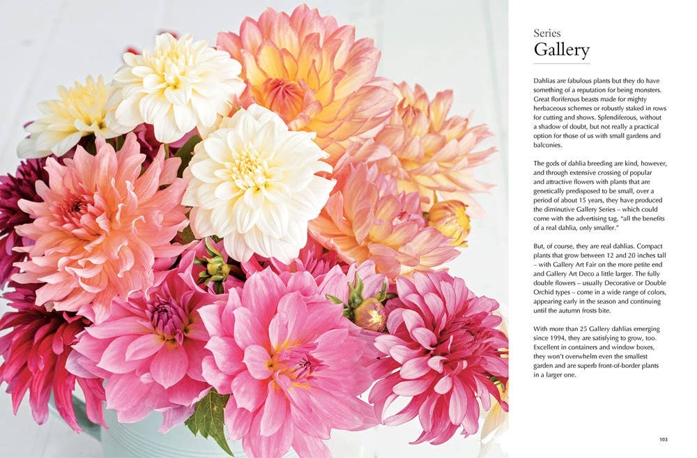 Dahlias; Beautiful Varieties for Home & Garden (hardcover) - Gabrielle's Biloxi