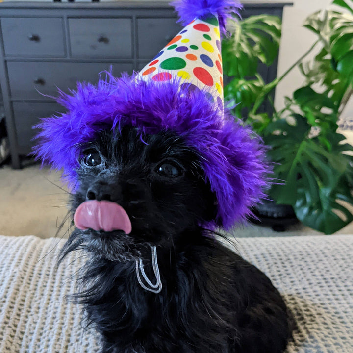 H&K Party Hat - Happy Barkday with SnugFit® - Gabrielle's Biloxi