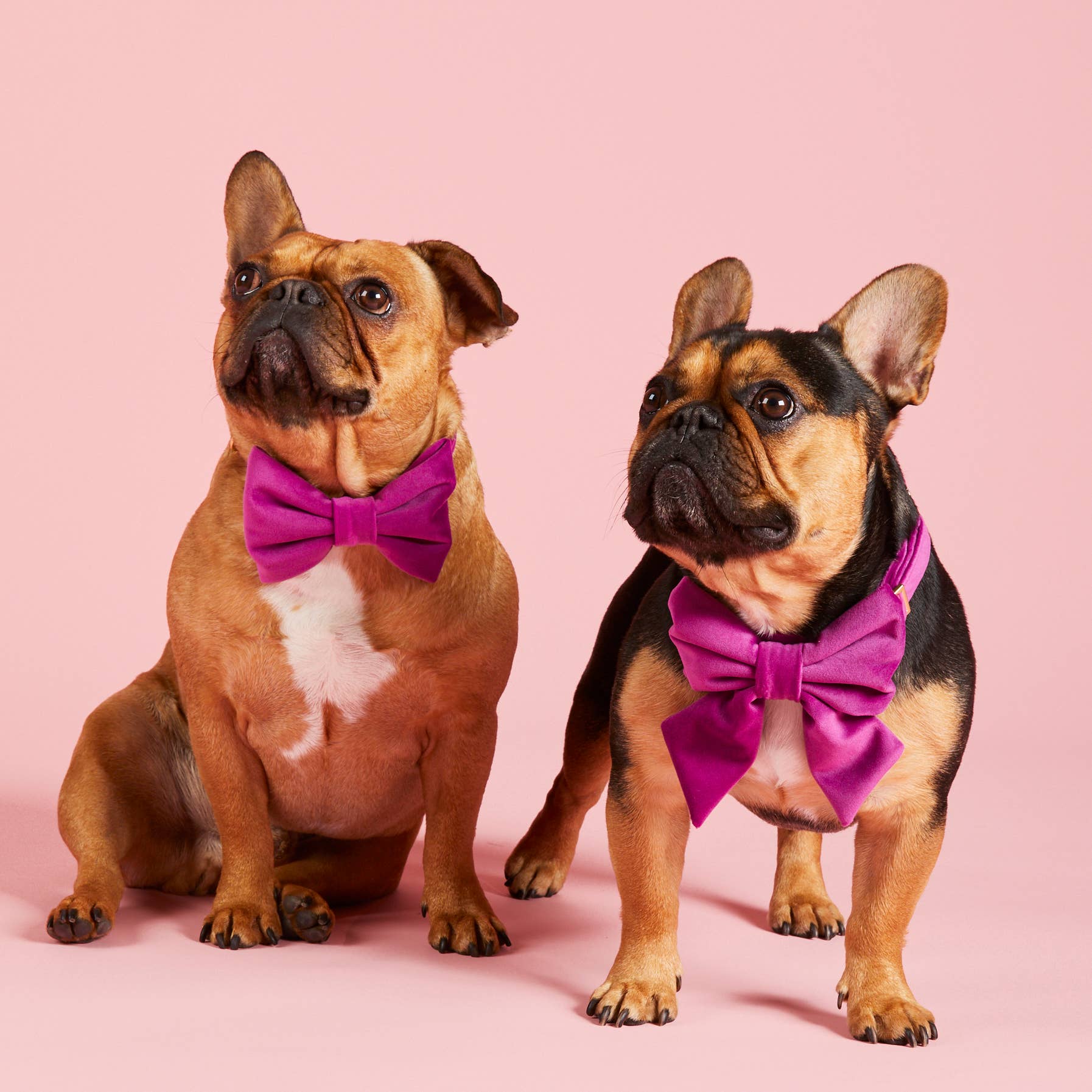 Plum Velvet Lady Dog Bow - Gabrielle's Biloxi