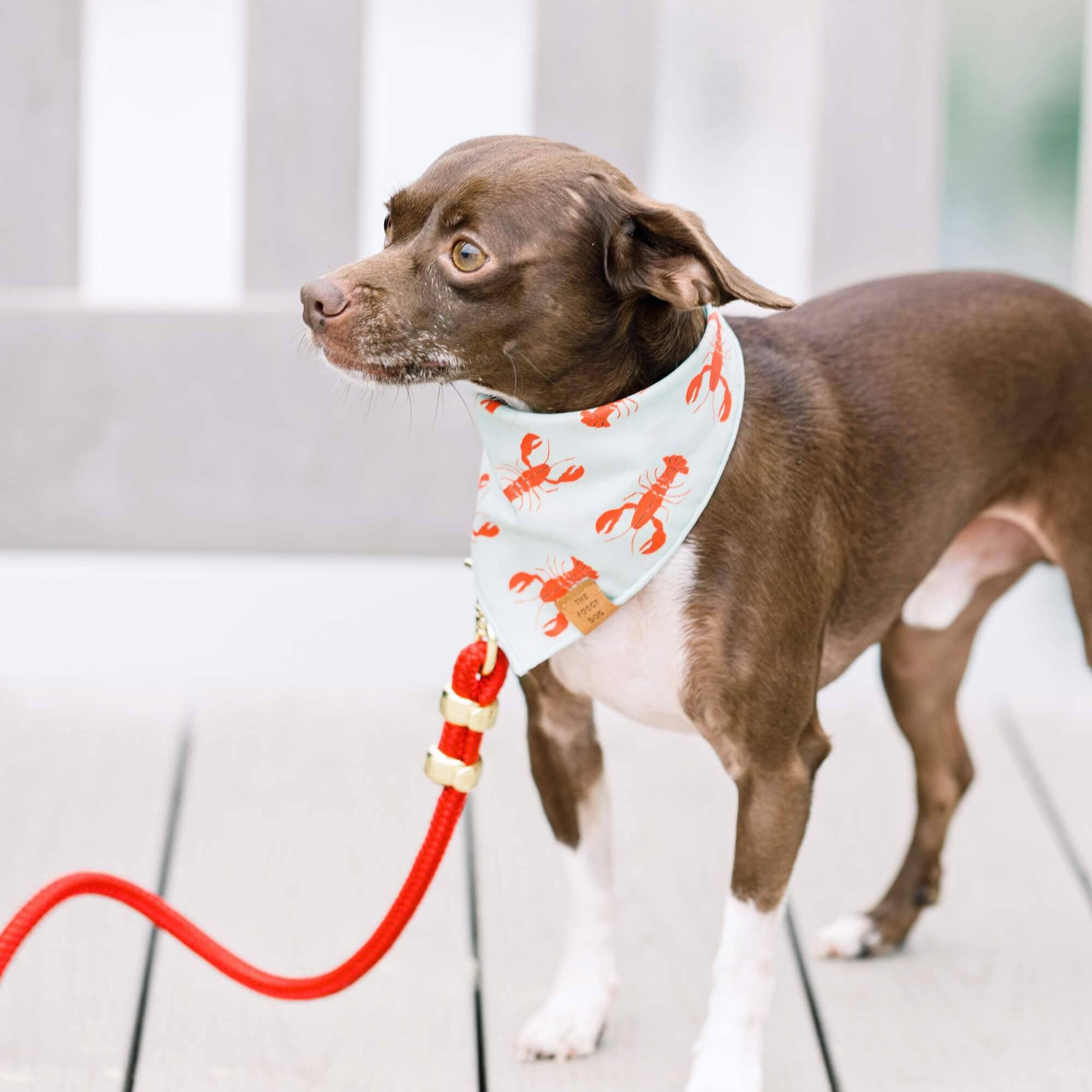 Ruby Marine Rope Dog Leash - Gabrielle's Biloxi