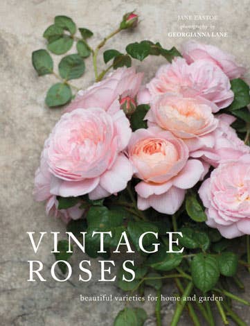 Vintage Roses: Beautiful Varieties for Home & Garden - Gabrielle's Biloxi