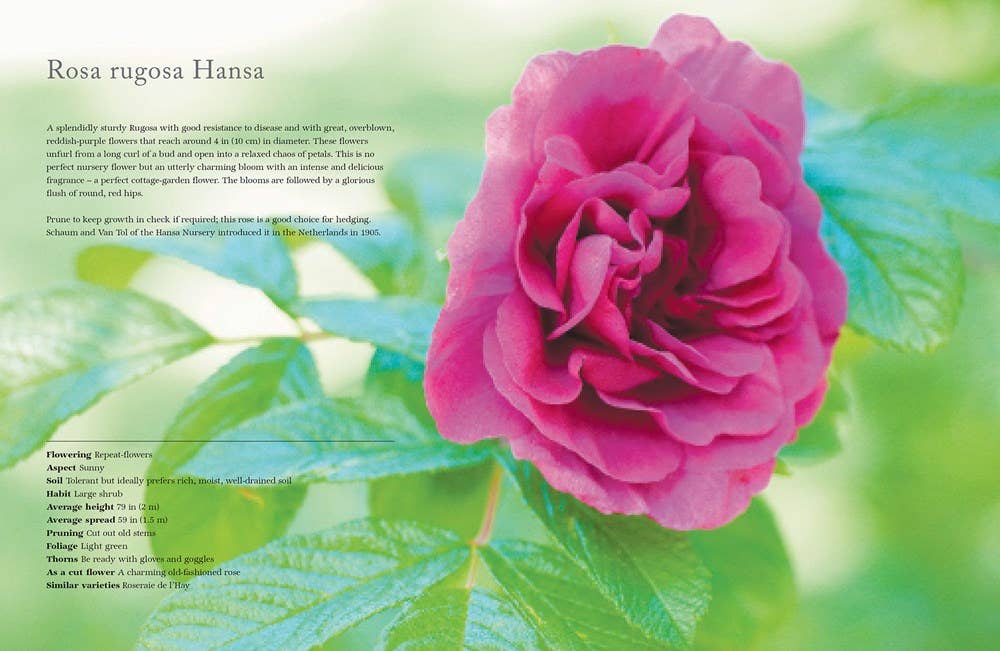 Vintage Roses: Beautiful Varieties for Home & Garden - Gabrielle's Biloxi