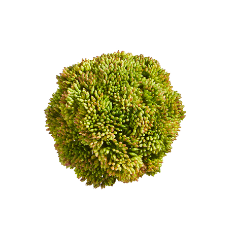 Green Sedum Ball - 4" - Gabrielle's Biloxi