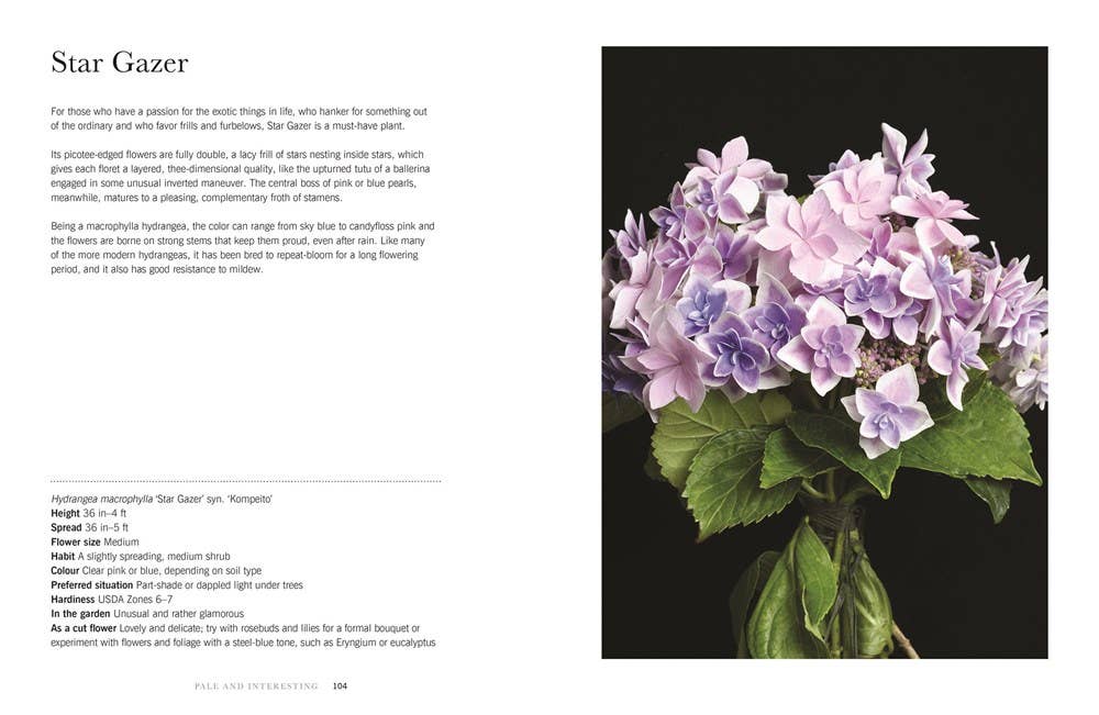 Hydrangeas: Beautiful Varieties for Home & Garden - Gabrielle's Biloxi
