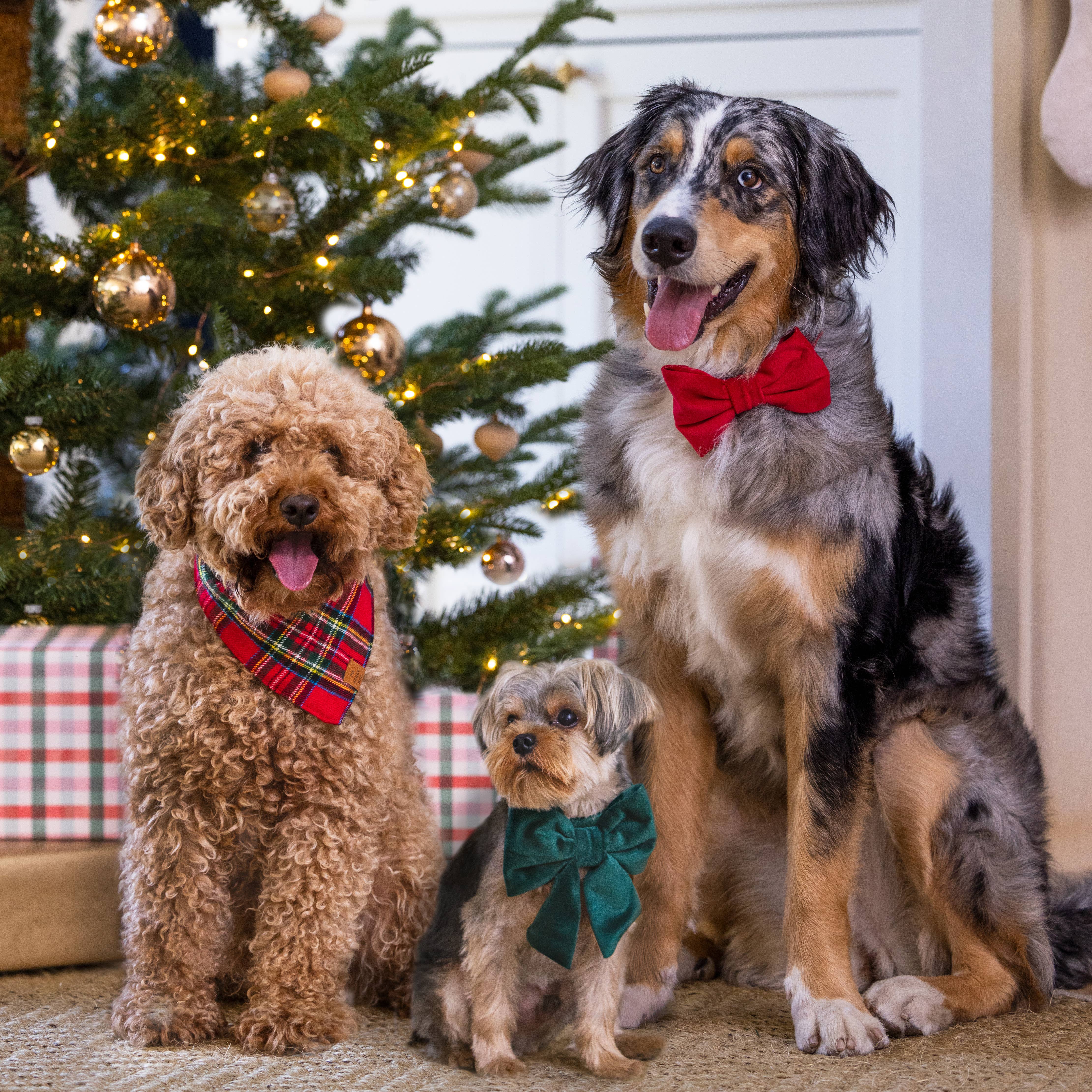 Tartan Plaid Flannel Holiday Dog Bandana - Gabrielle's Biloxi