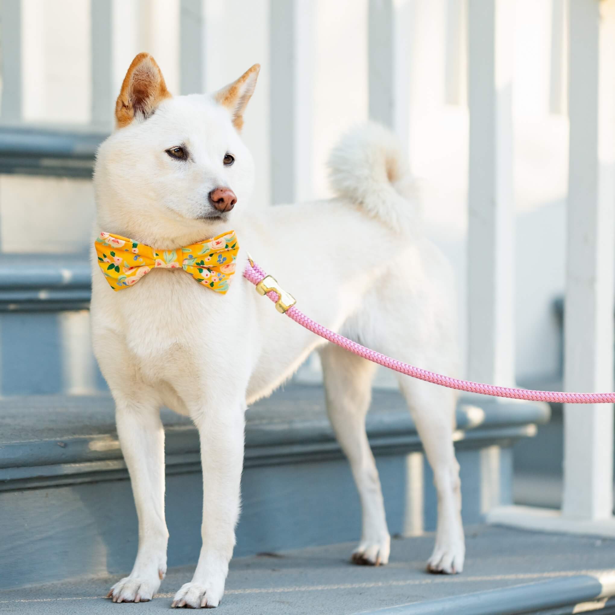 Orchid Marine Rope Dog Leash - Gabrielle's Biloxi