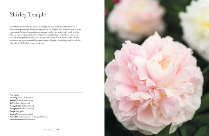 Peonies: Beautiful Varieties for Home & Garden - Gabrielle's Biloxi
