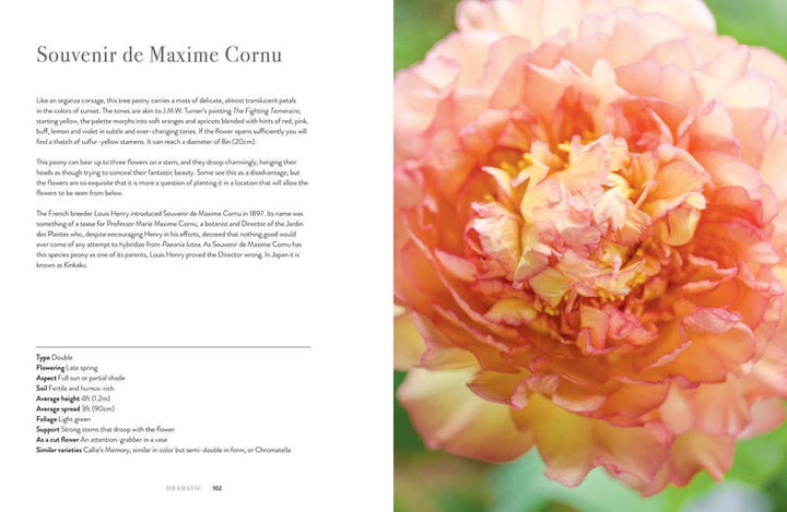 Peonies: Beautiful Varieties for Home & Garden - Gabrielle's Biloxi