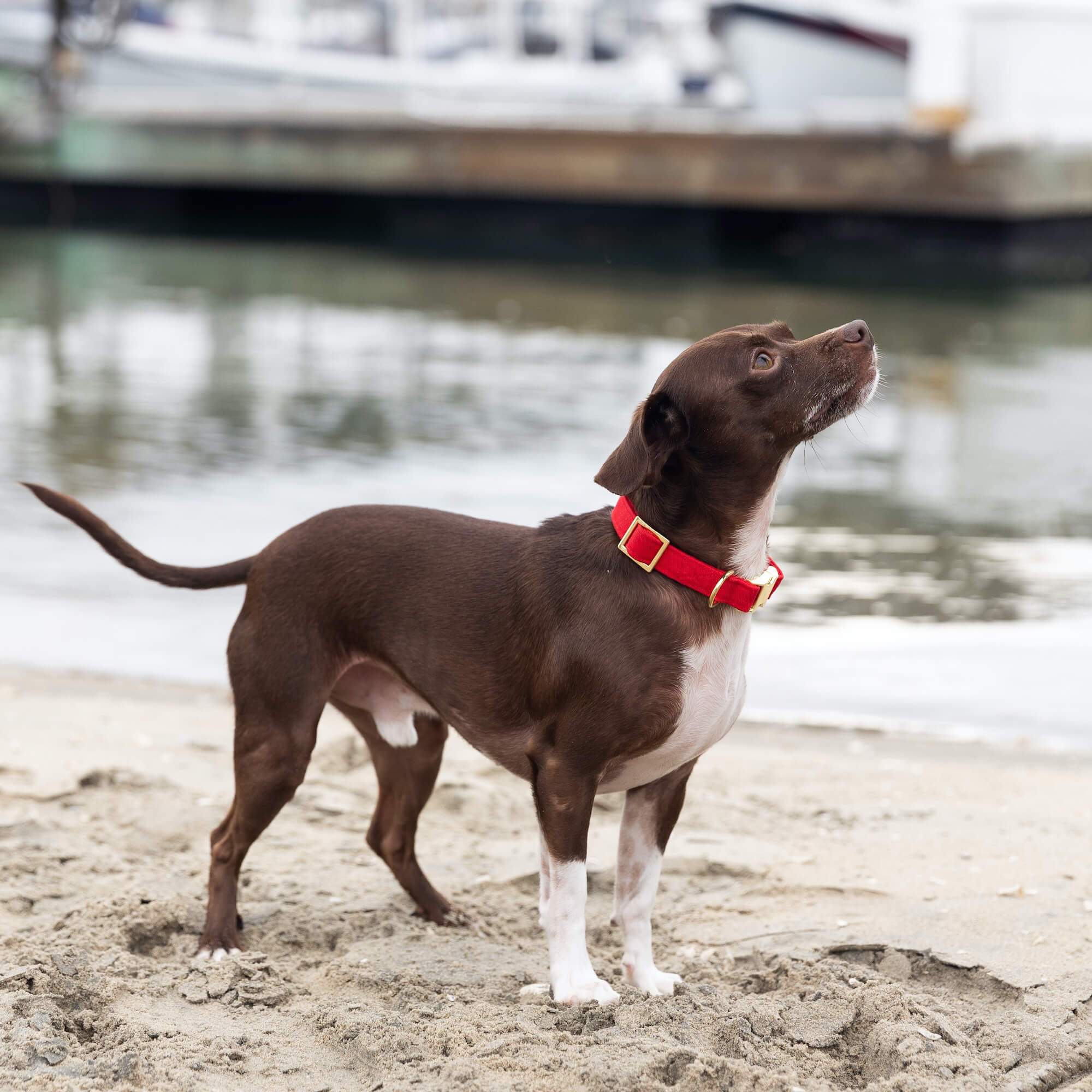 Ruby Dog Collar - Gabrielle's Biloxi