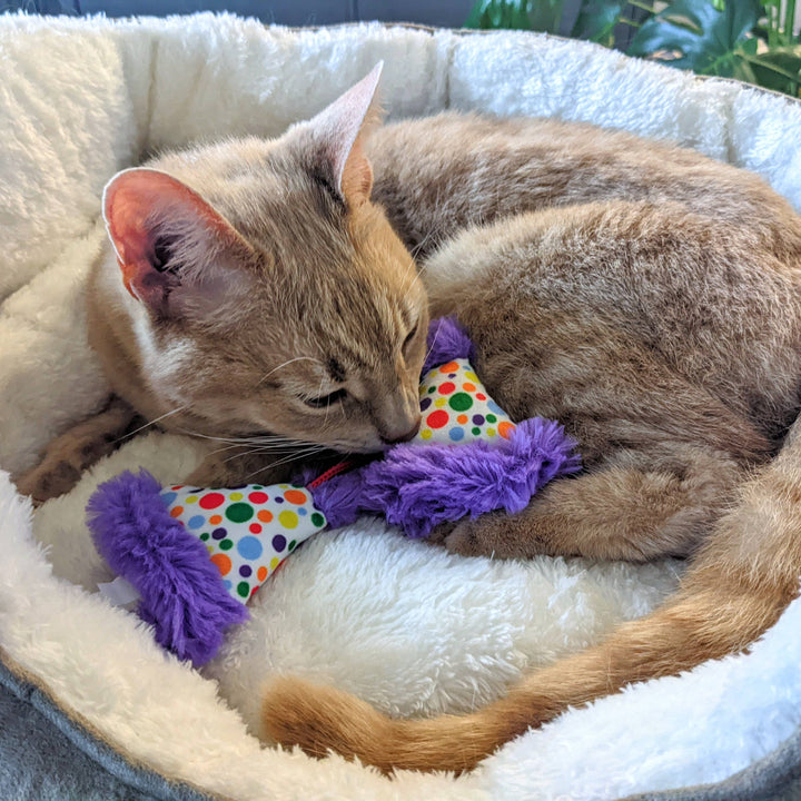 Party Hats for Cats - Gabrielle's Biloxi