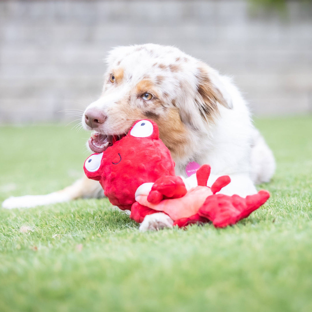 Claude Lobster For Dogs - Gabrielle's Biloxi