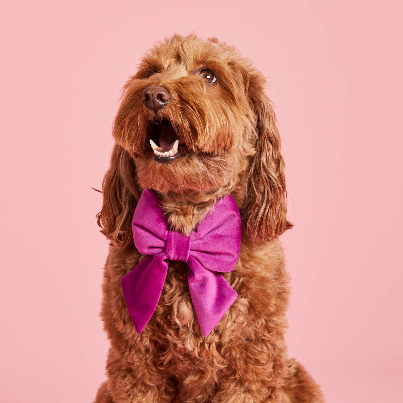 Plum Velvet Lady Dog Bow - Gabrielle's Biloxi