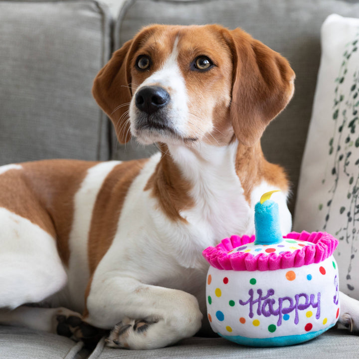 Happy Barkday Cake For Dogs - Gabrielle's Biloxi