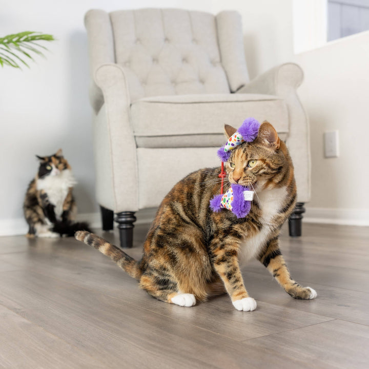 Party Hats for Cats - Gabrielle's Biloxi