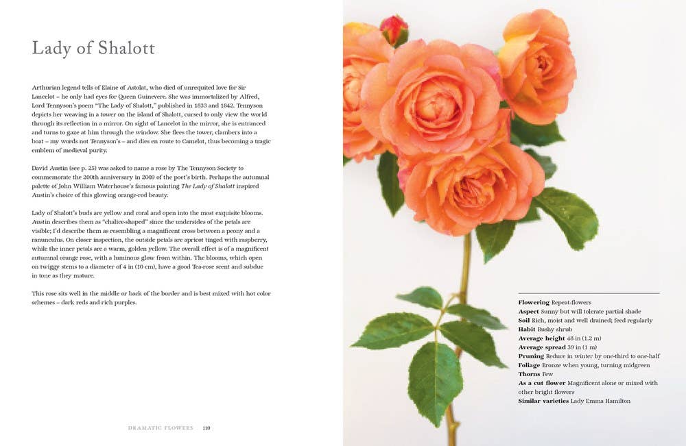 Vintage Roses: Beautiful Varieties for Home & Garden - Gabrielle's Biloxi