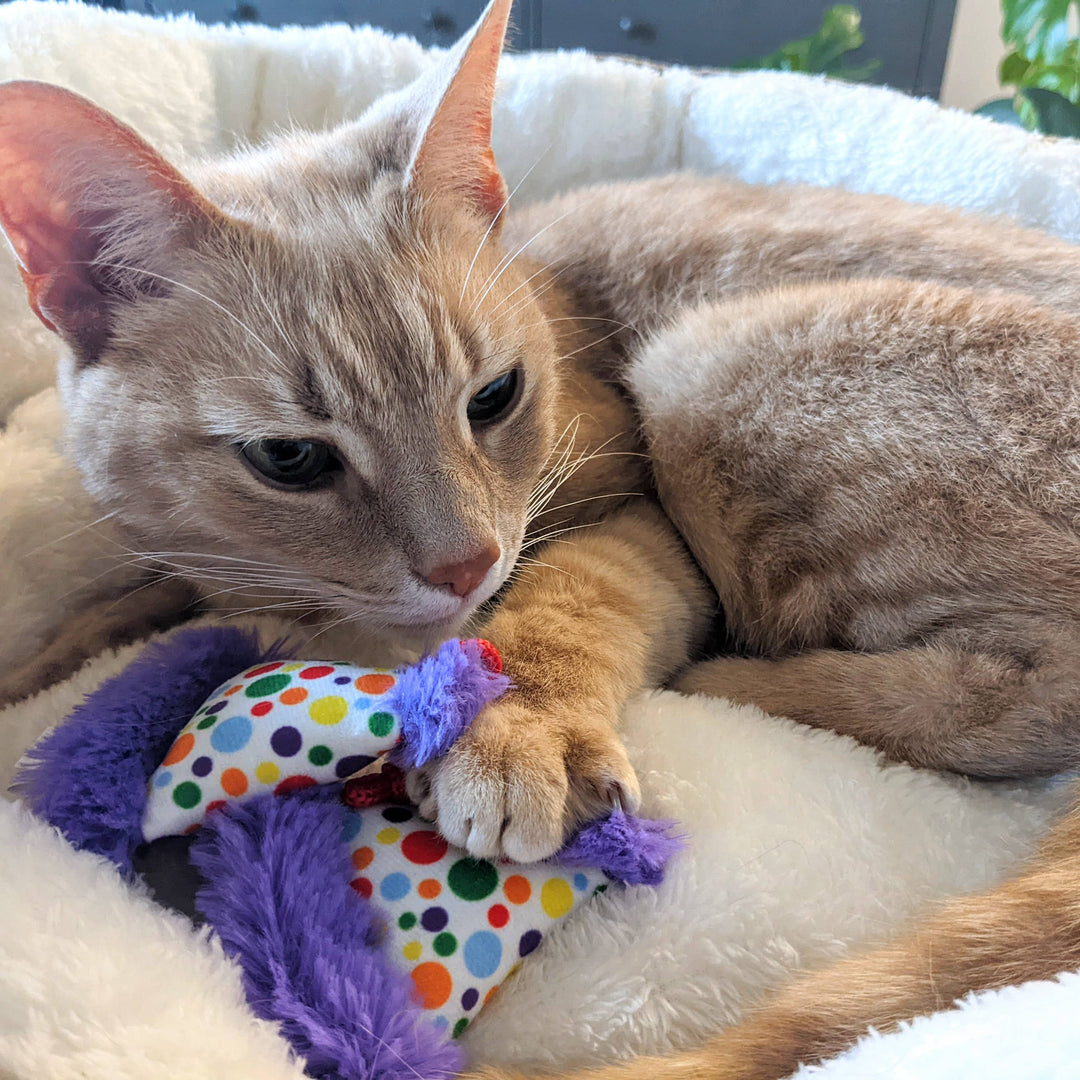 Party Hats for Cats - Gabrielle's Biloxi