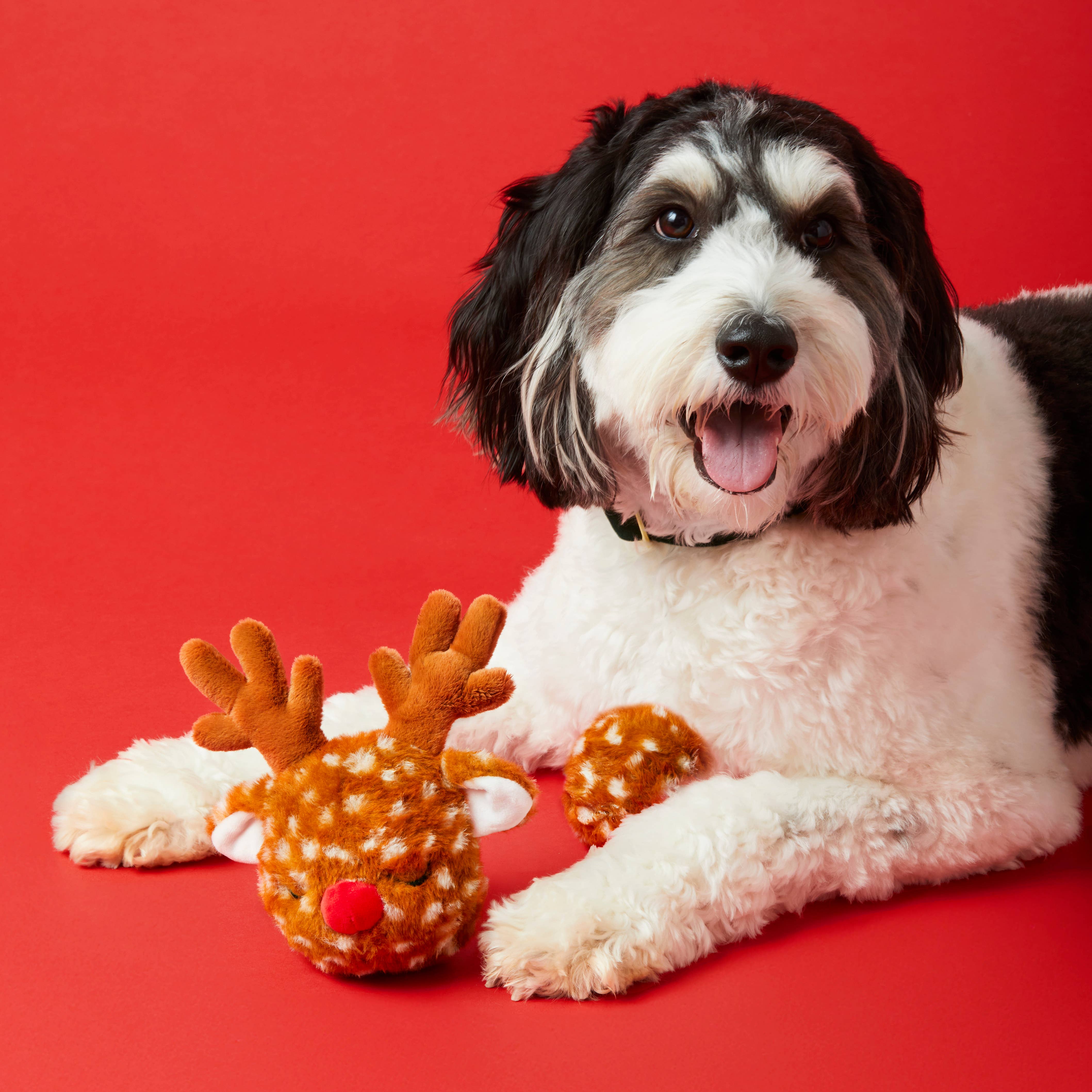 Reindeer 2-in-1 Bounce Dog Toy - Gabrielle's Biloxi