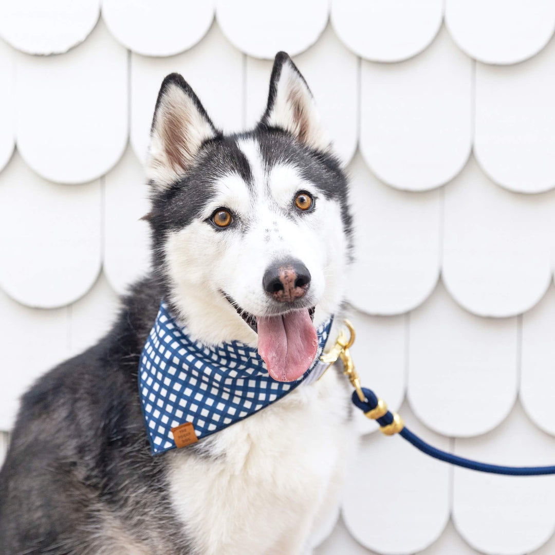 Ocean Marine Rope Dog Leash - Gabrielle's Biloxi