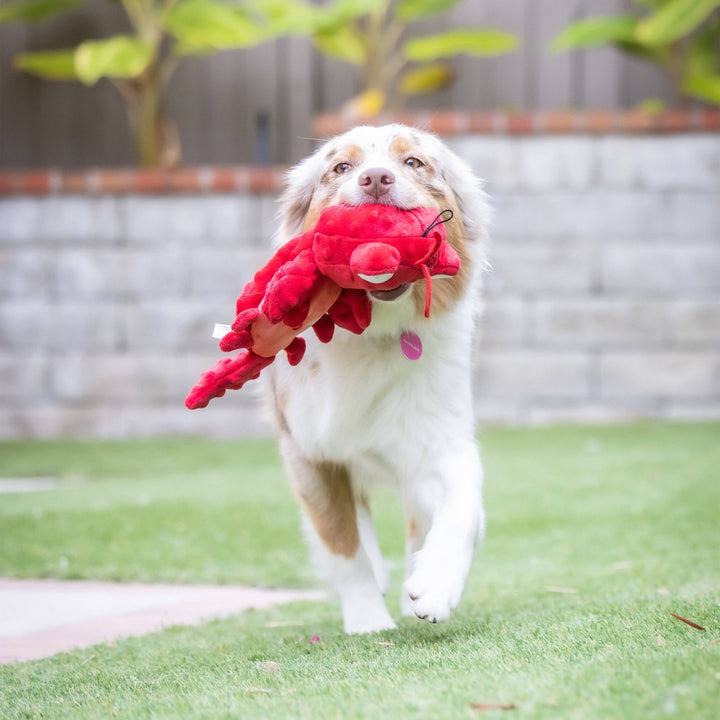 Claude Lobster For Dogs - Gabrielle's Biloxi