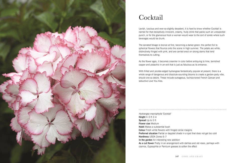 Hydrangeas: Beautiful Varieties for Home & Garden - Gabrielle's Biloxi
