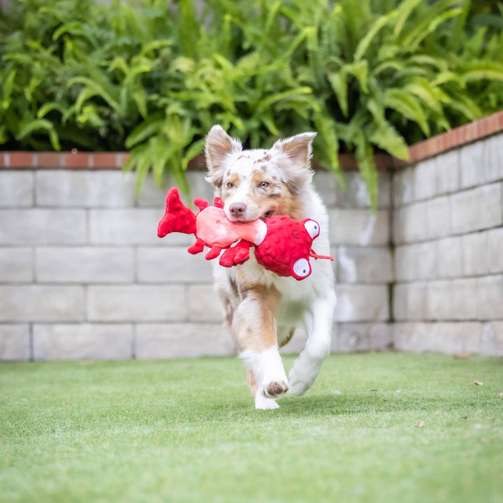 Claude Lobster For Dogs - Gabrielle's Biloxi