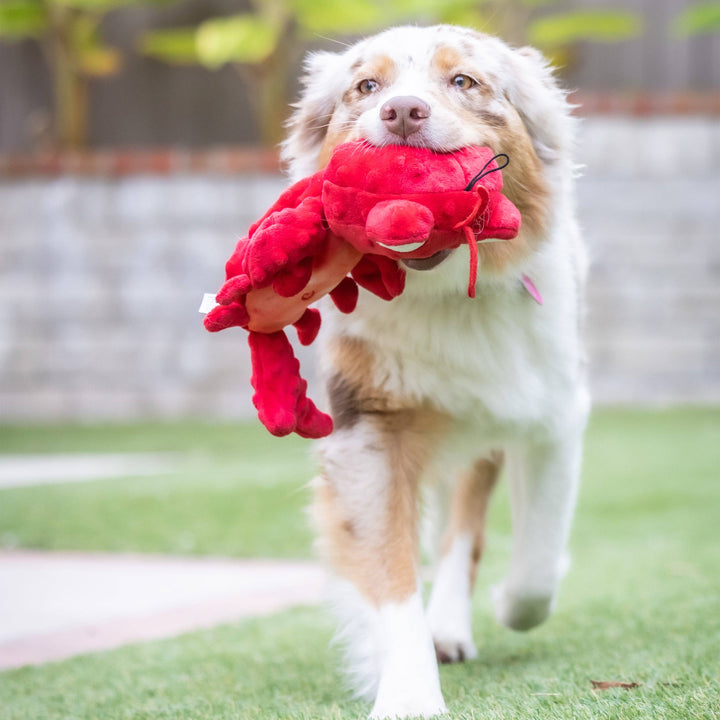 Claude Lobster For Dogs - Gabrielle's Biloxi