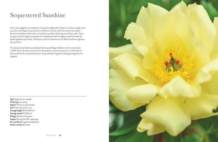 Peonies: Beautiful Varieties for Home & Garden - Gabrielle's Biloxi