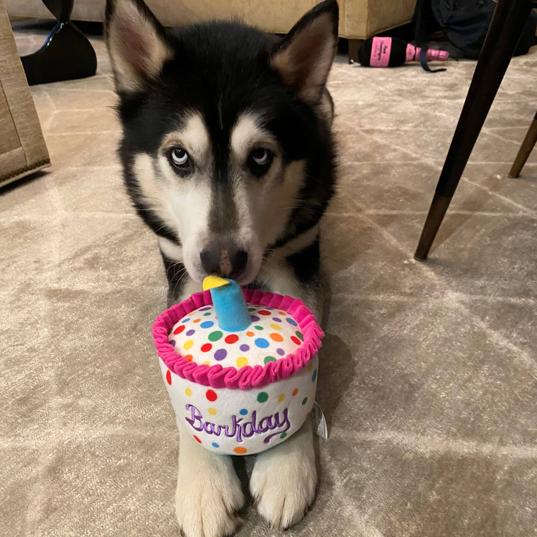 Happy Barkday Cake For Dogs - Gabrielle's Biloxi