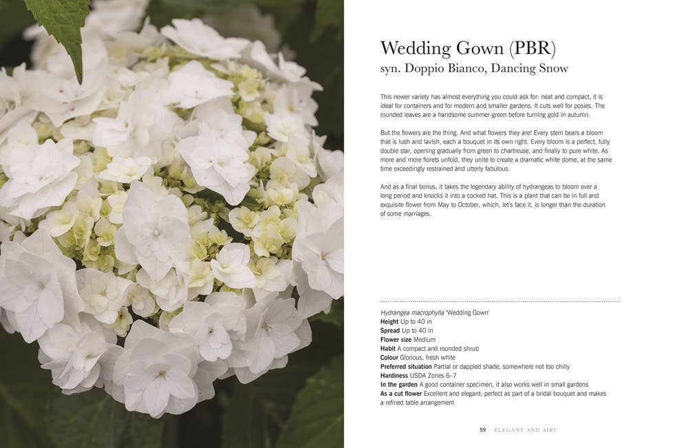 Hydrangeas: Beautiful Varieties for Home & Garden - Gabrielle's Biloxi