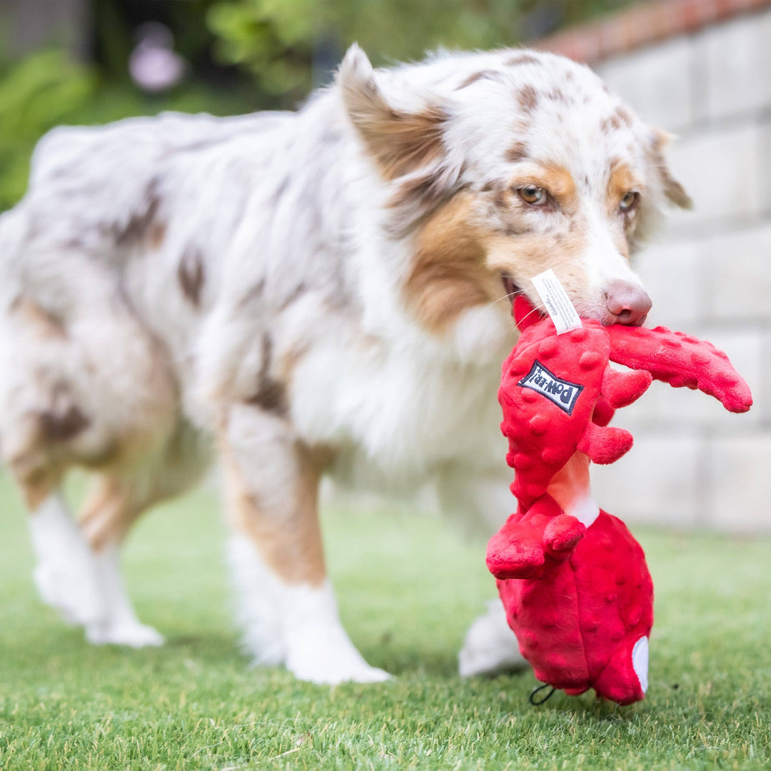 Claude Lobster For Dogs - Gabrielle's Biloxi