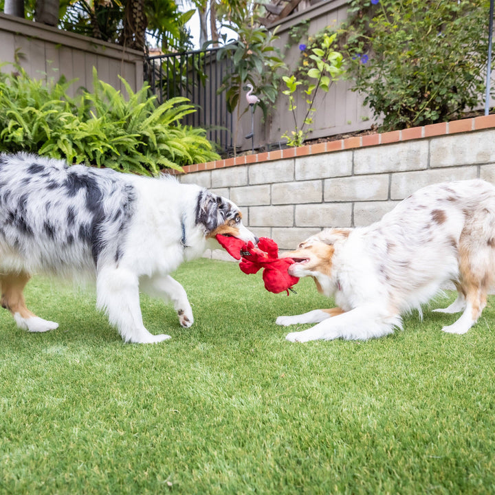 Claude Lobster For Dogs - Gabrielle's Biloxi