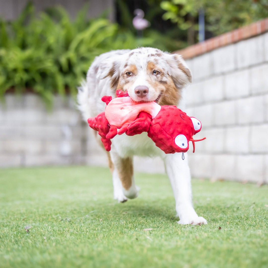 Claude Lobster For Dogs - Gabrielle's Biloxi