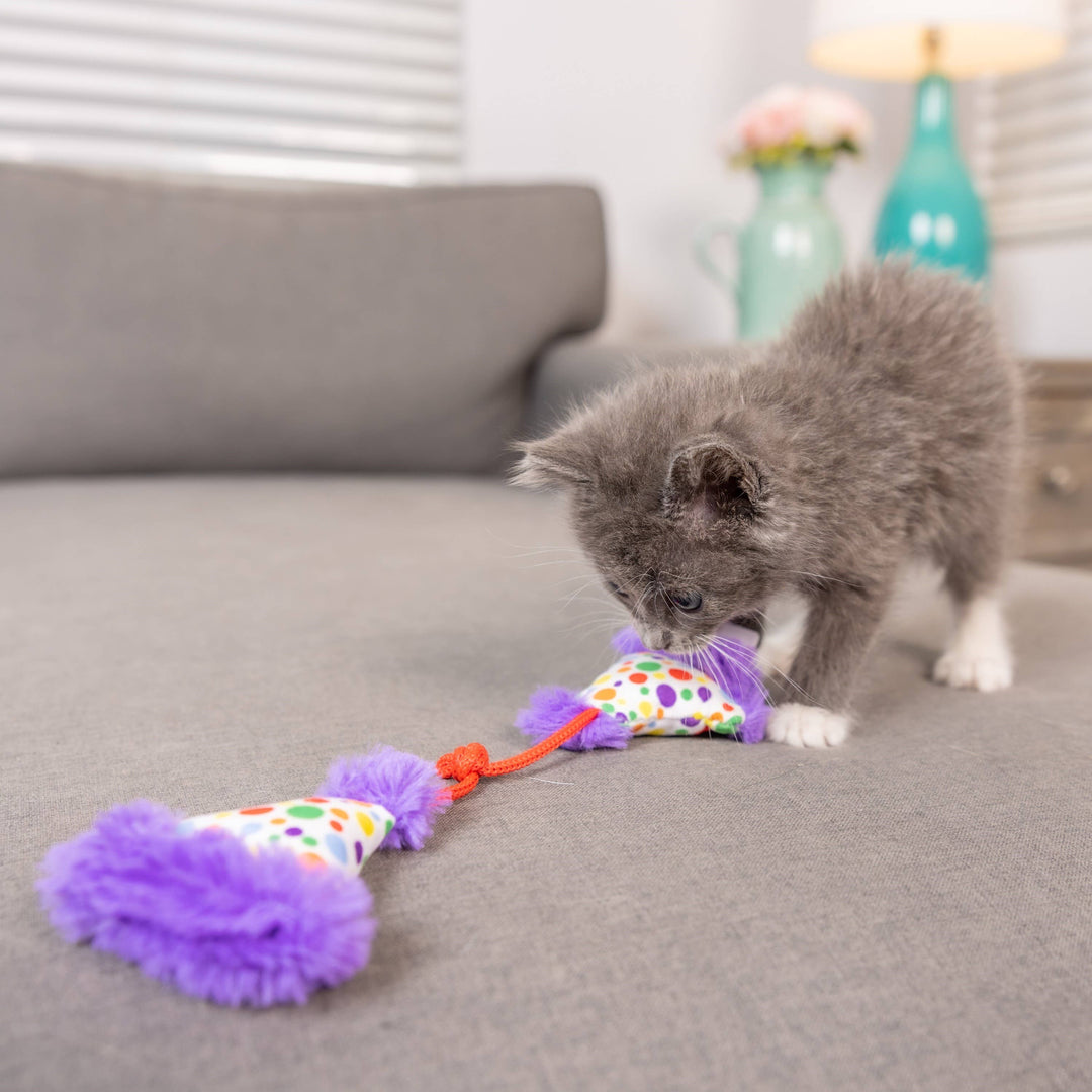Party Hats for Cats - Gabrielle's Biloxi