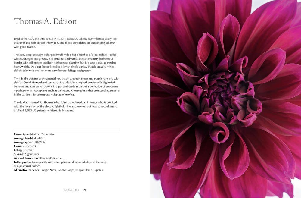 Dahlias; Beautiful Varieties for Home & Garden (hardcover) - Gabrielle's Biloxi