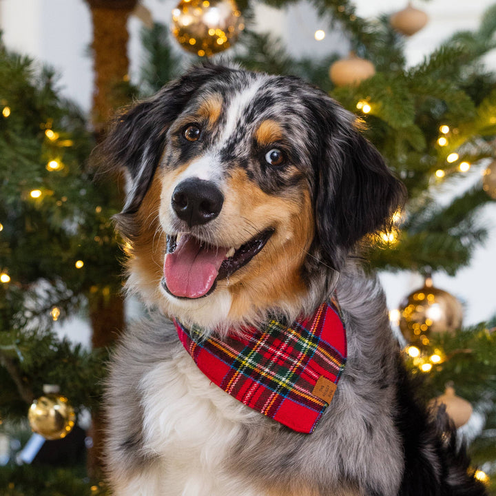Tartan Plaid Flannel Holiday Dog Bandana - Gabrielle's Biloxi