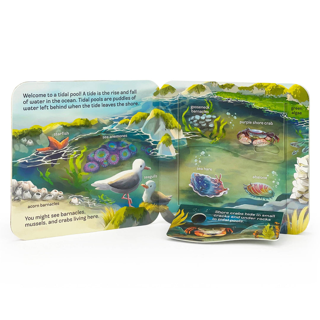 Ocean Interactive Lift-a-Flap Board Book - Gabrielle's Biloxi