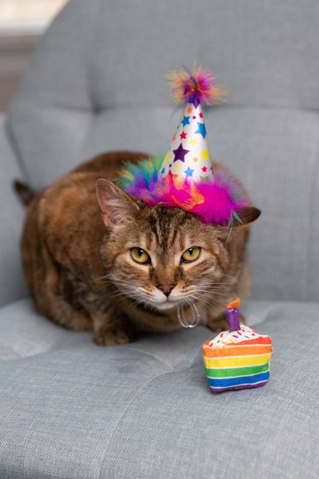 Funfetti Cake for Cats - Gabrielle's Biloxi