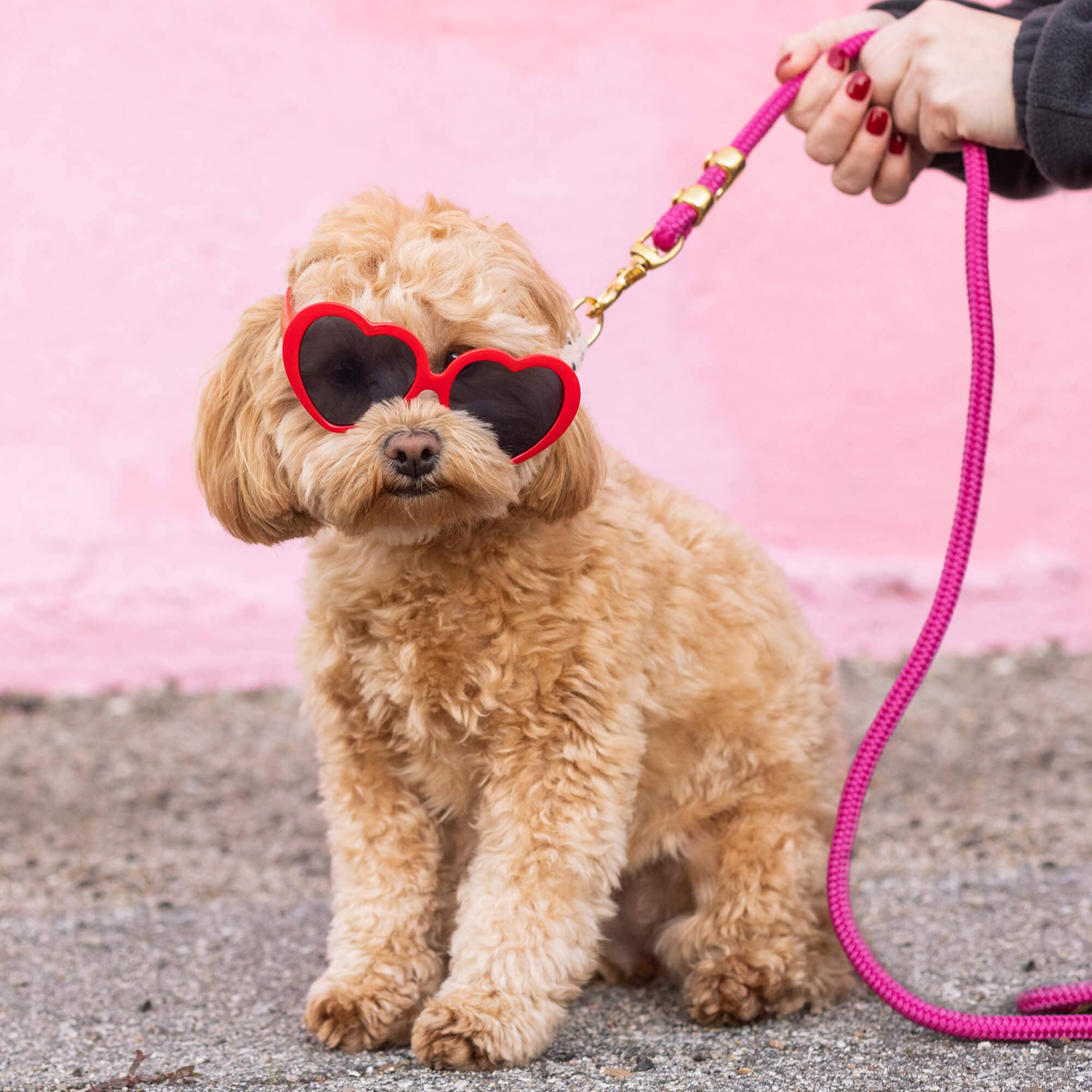 Hot Pink Marine Rope Dog Leash: Petite 5 feet - Gabrielle's Biloxi