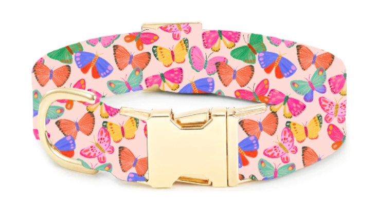 Bright Butterflies Summer Dog Collar - Gabrielle's Biloxi