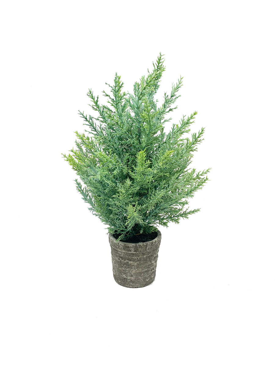 Pine Tree in Cement Pot -14" - Gabrielle's Biloxi
