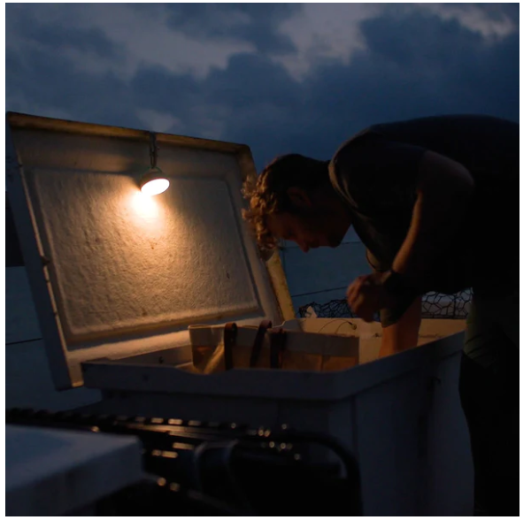 Toadfish LED Stow Light | Gabrielle's Biloxi
